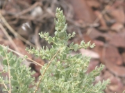 shadscale saltbush (Atriplex confertifolia )

